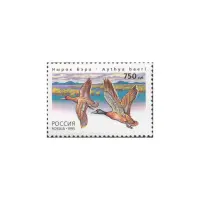 1995-Нырок-Бэра