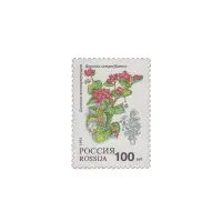 1993-Бегония