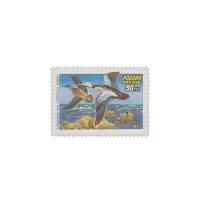 1993-Сибирская-гага