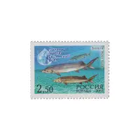 2003-БЕЛУГА-ИЗ-СЕРИИ-СОХРАНИМ-ПРИРОДУ-КАСПИЙСКОГО-МОРЯ