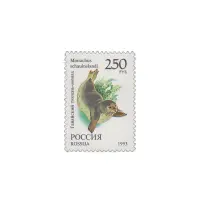 1993-Гавайский-тюлень