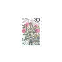 1995-Клевер