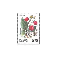 1998-малина