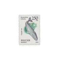 1993-Кит