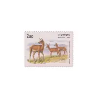 1999-Изюбрь-самка