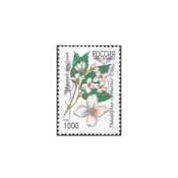 1997-Чубушник