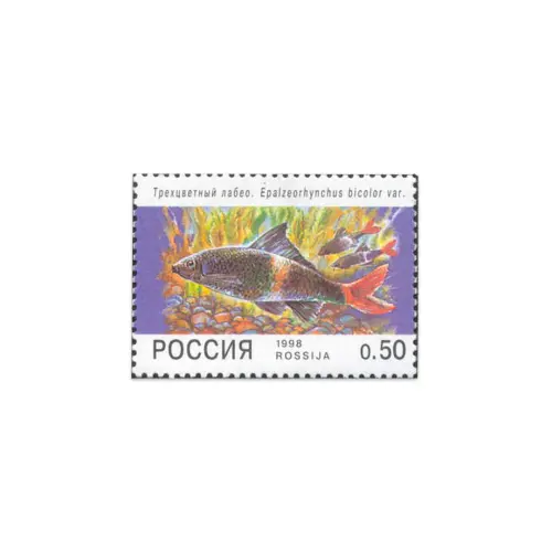 1998-Трехцветный-лабео