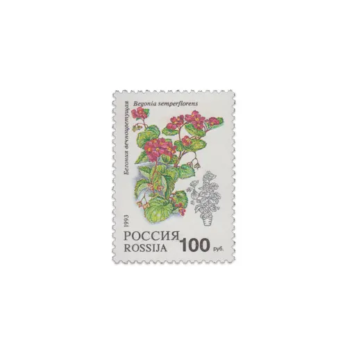 1993-Бегония