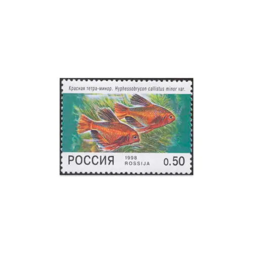 1998-Красная-тетра-минор