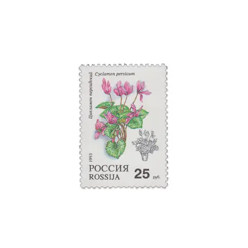 1993-Цикламен