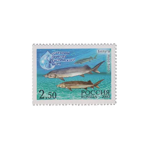 2003-БЕЛУГА-ИЗ-СЕРИИ-СОХРАНИМ-ПРИРОДУ-КАСПИЙСКОГО-МОРЯ