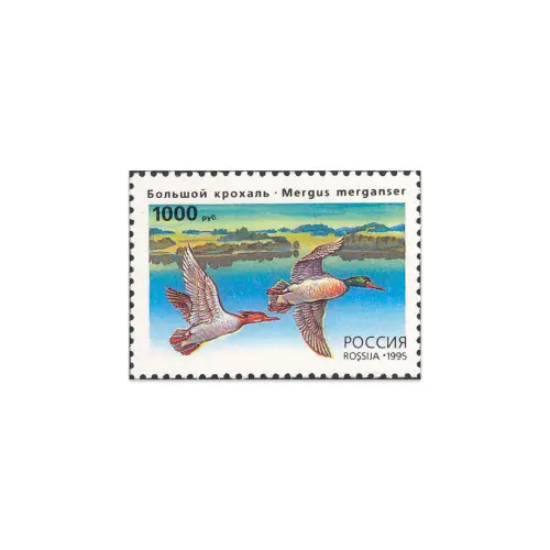 1995-Большой-крохаль-