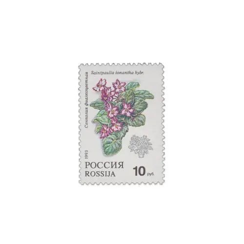 1993-Сенполия