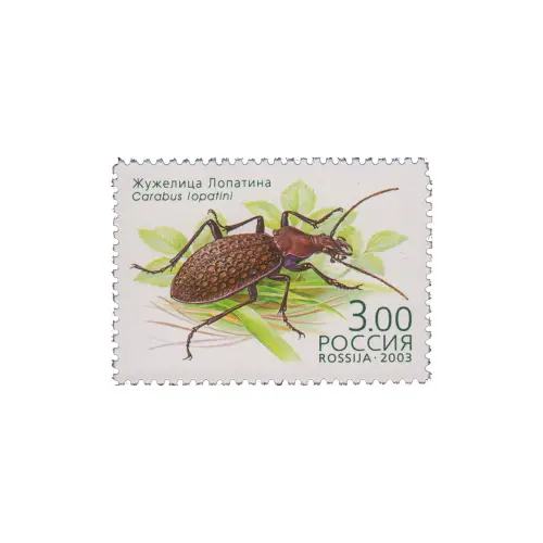 2003-ЖУЖЕЛИЦА-ЛОПАТИНА-ИЗ-СЕРИИ-ЖУКИ