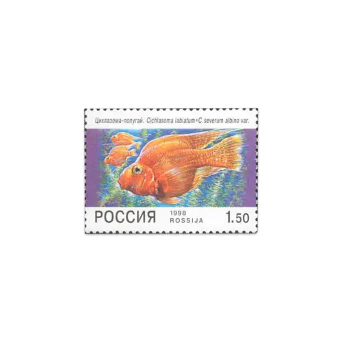 1998-Цихлазома-попугай