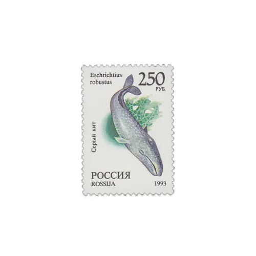 1993-Кит