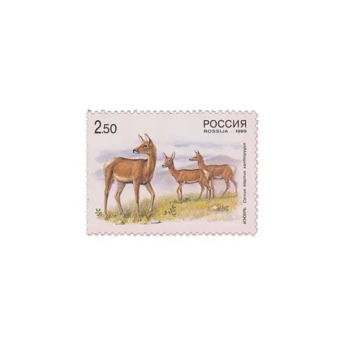 1999-Изюбрь-самка